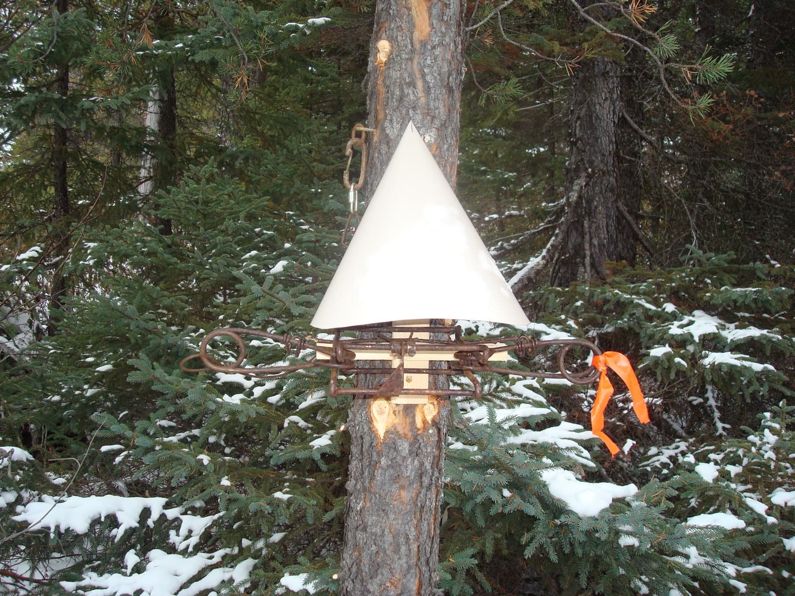 Donahue pour la martre, Belisle 120, appâté au castor.