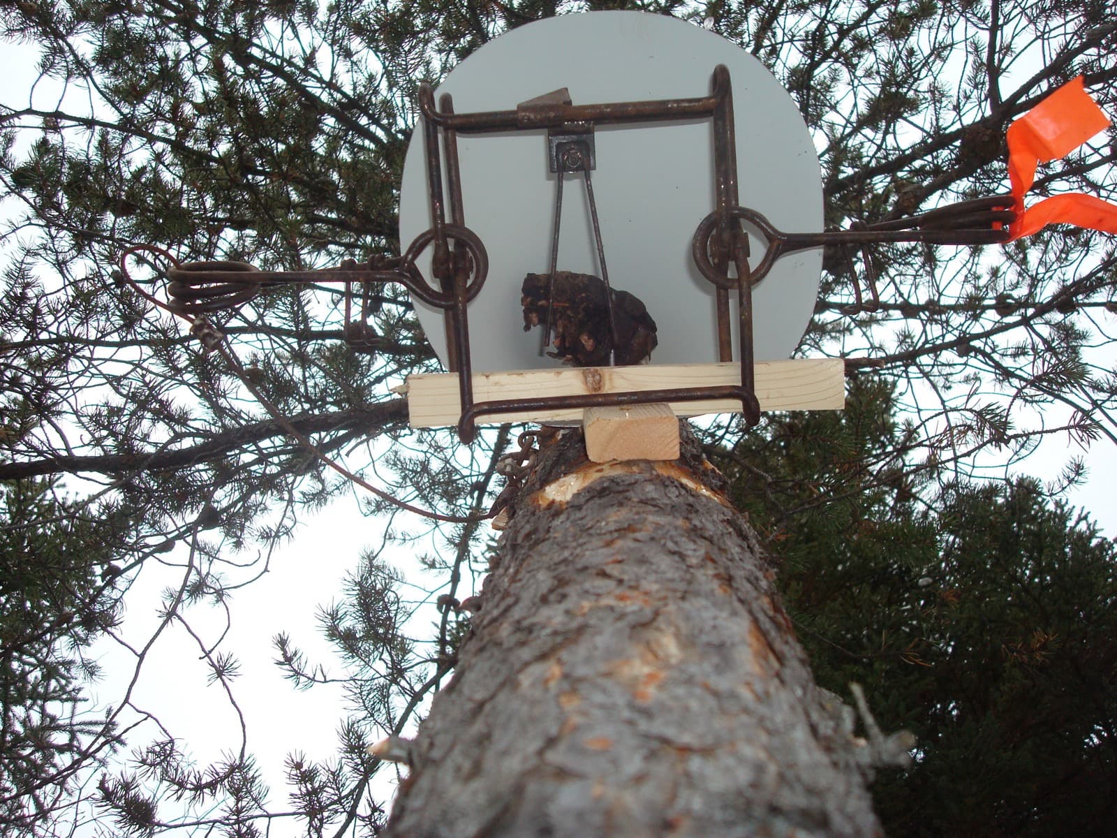 Perche inclinée, conibear 120, ruban orange pour la retrouver.